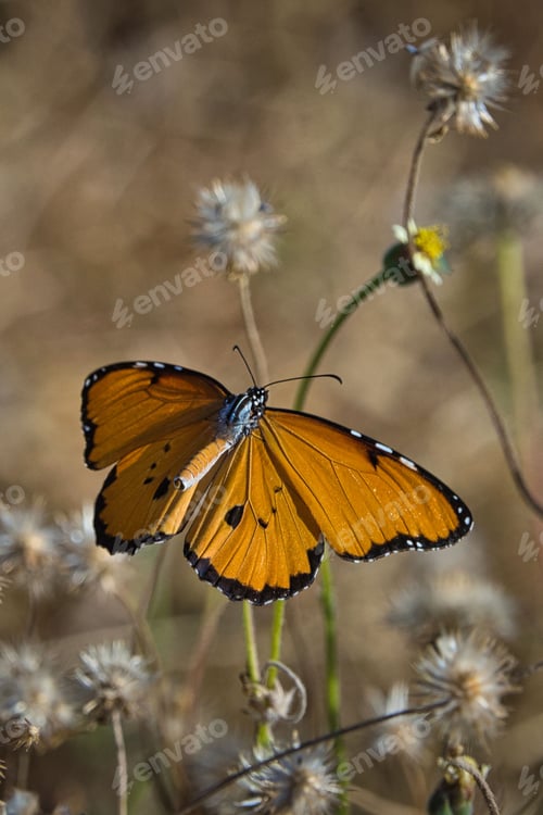 Preview: Closeup shot of a Plain Tiger butterfly on the stem of a flower
