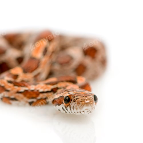 Preview: Corn Snake