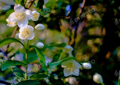 Preview: Beautiful white jasmine flower on cloudy summer day