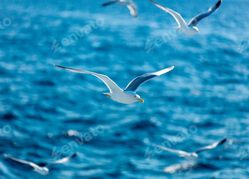 Preview: photo of the gulls