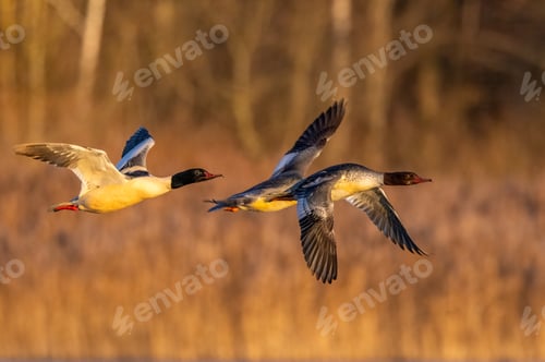 Preview: Great merganser gliding gracefully across the water's surface