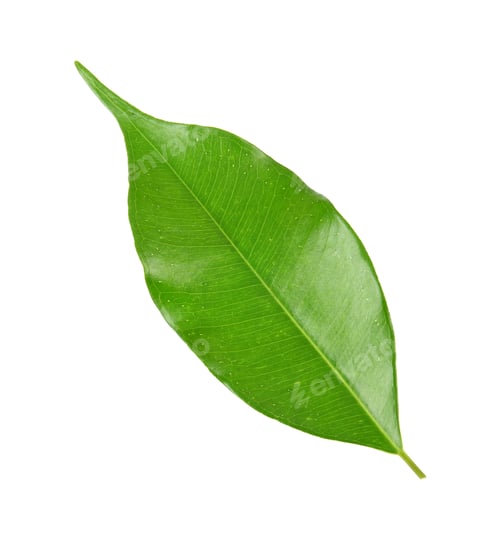 Preview: green leaf on a white