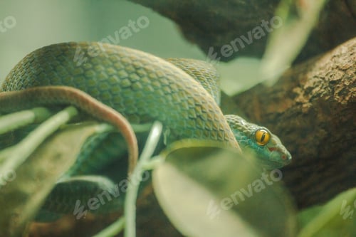 Preview: Mangrove pit viper is a venomous snake.