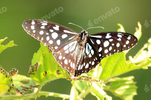 Preview: Butterfly - Bigodi Wetlands - Uganda, Africa