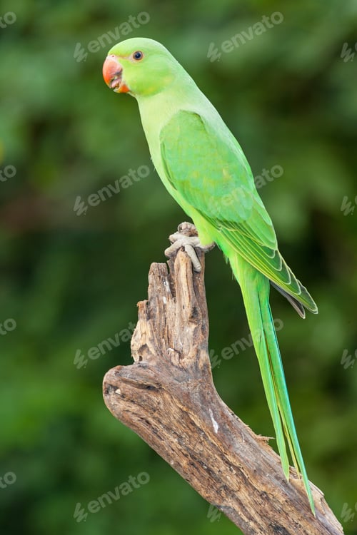 Preview: A Female Ringnecked Parakeet