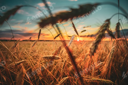 Preview: Wheat Field. Yellow Barley Field In Summer Season. Agricultural