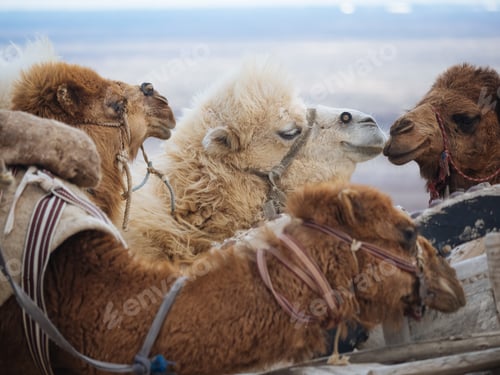 Preview: Caravan of camels taking rest