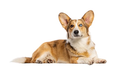 Preview: Welsh corgi dog with heterochromia looking up