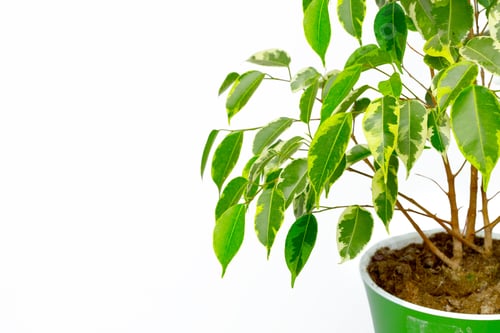 Preview: Potted house plant isolated in white background