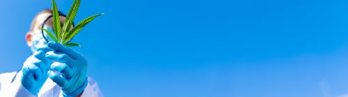 Preview: A doctor holding a medical cannabis study. Selective focus.