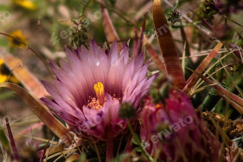 Preview: close up of desert cactus flower with thorns around