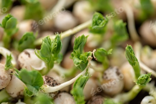 Preview: Micro green of peas