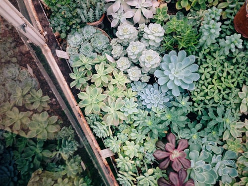 Preview: Display of green succulents at a botanical garden