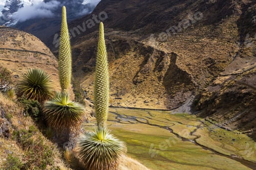 Preview: Puya
