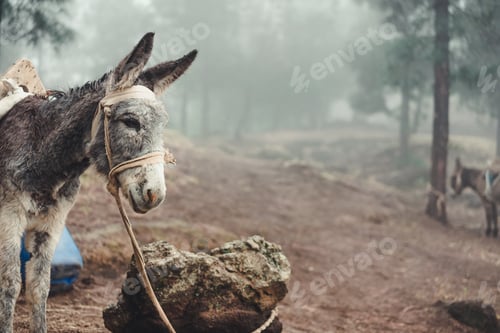 Preview: Donkey standing sideways in the pine forest on early misty morning. Santo Antao Cape Verde