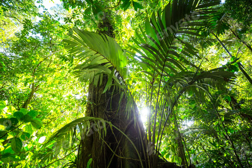 Preview: Jungle in Costa Rica