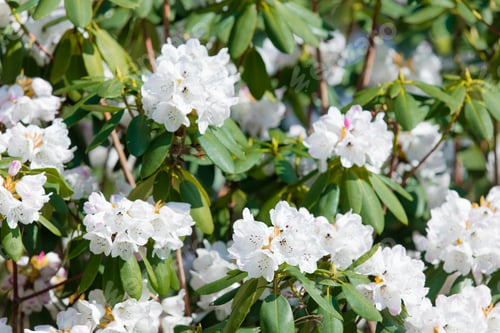 Preview: Blossom Rhododendron irroratum tree in spring time in the garden