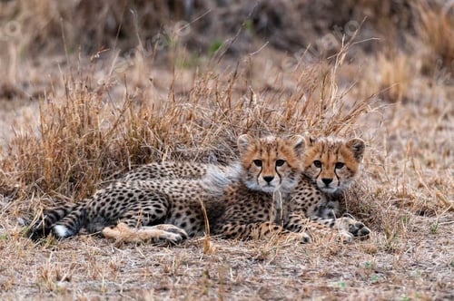 Preview: Two cheetah cubs resting in the savanna