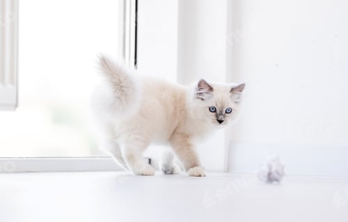 Preview: Ragdoll cat in light room