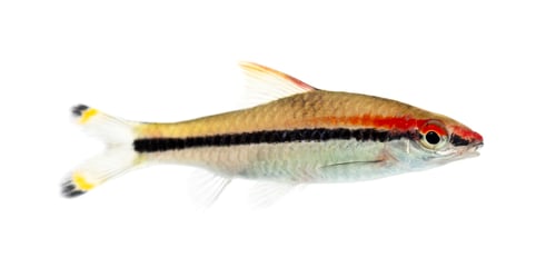 Preview: Side vie of a Denison barb, fish, Sahyadria denisonii, isolated
