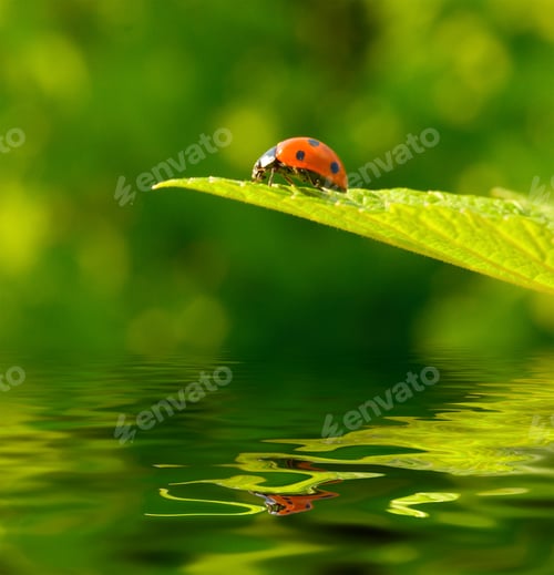 Preview: Red ladybug (Coccinella septempunctata) on green leaf