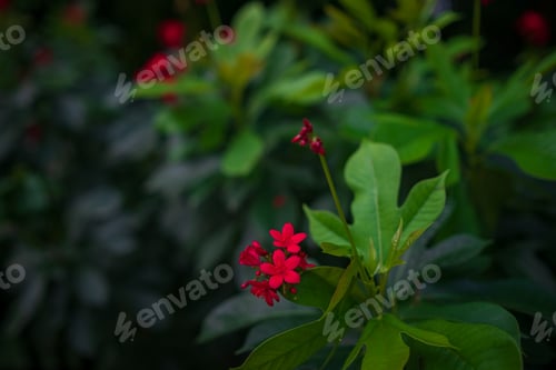 Preview: walk in Perdana Botanical Garden, Kuala Lumpur , Malaysia