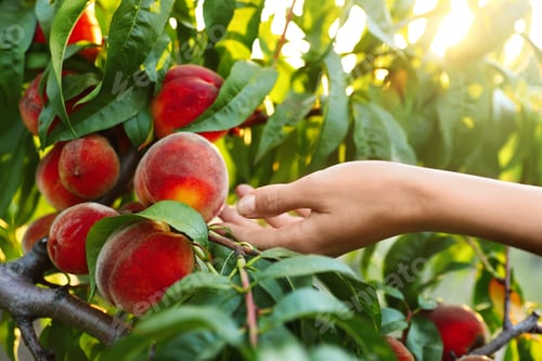 Preview: Woman with fresh ripe peaches in garden, closeup view