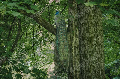 Preview: peacock on tree in wooded area with green grass and trees