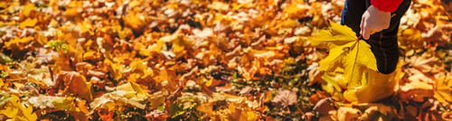 Preview: Autumn child in the park with yellow leaves. Selective focus.