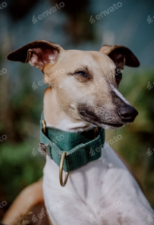 Preview: a close up of a dog wearing a collar with it's tail curled