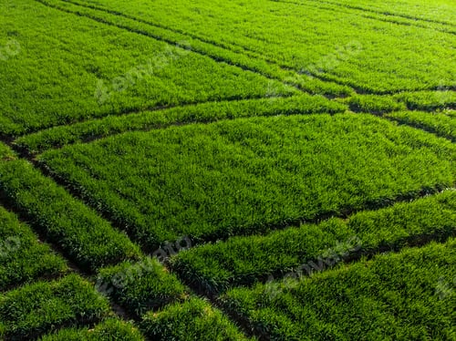 Preview: Sunrise over green farming field,drone view