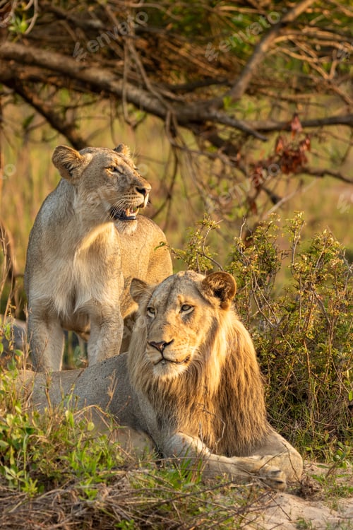 Preview: Lions, Panthera leo, resting together.