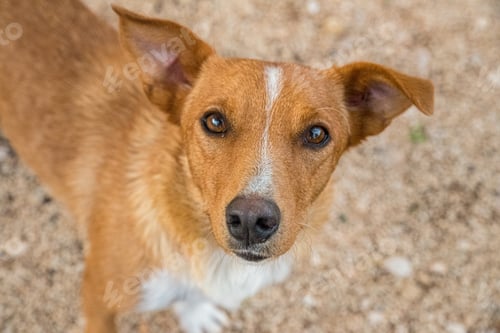 Preview: Brown canine stands with its head tilted skyward