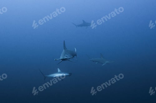 Preview: Scalloped hammerhead (Sphyrna lewini) schooling, underwater view, Daedalus reef, Egypt
