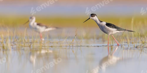 Preview: Black Winged Stilt against vivid background