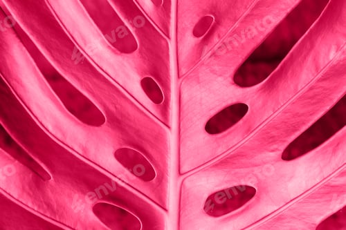 Preview: Tropical leaf close-up, trending color concept of the year Viva Magenta.