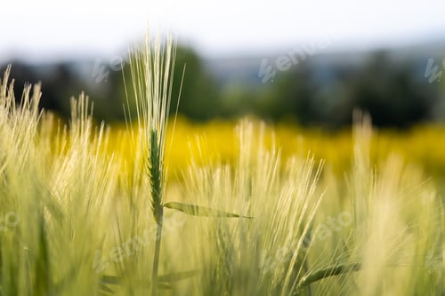 Preview: Close up of green wheat heads growing in agricultural field in spring.