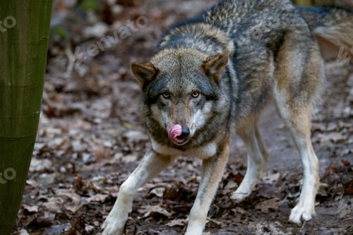 Preview: Gray wolf standing atop a wooden stump in a grassy meadow