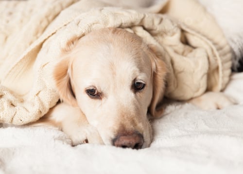 Preview: Golden retriever dog under coat