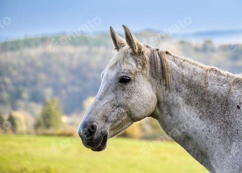 Preview: A view of a beautiful horse in nature