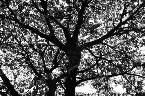 Preview: Black big tree