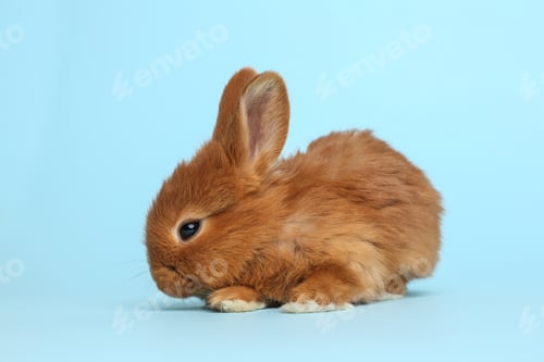 Preview: Adorable fluffy bunny on light blue background. Easter symbol