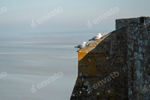 Preview: Seagulls Resting on the Wall of Mont Saint-M