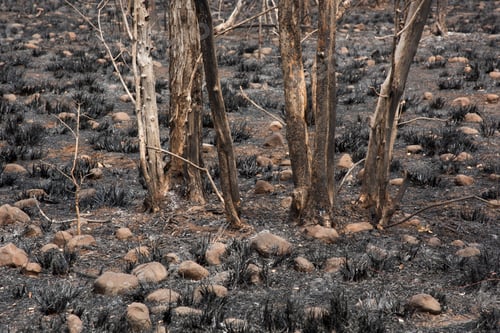 Preview: Burnt trees and grass after a forest fire.