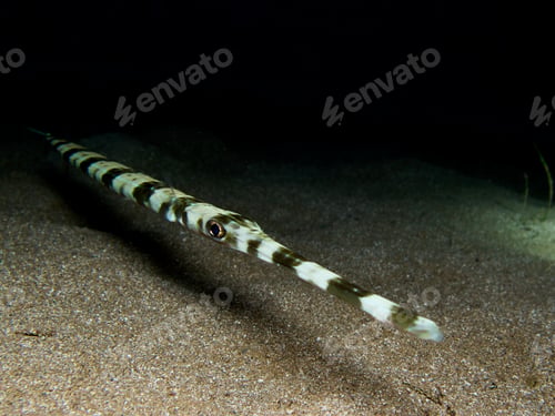Preview: Cornet fish at night