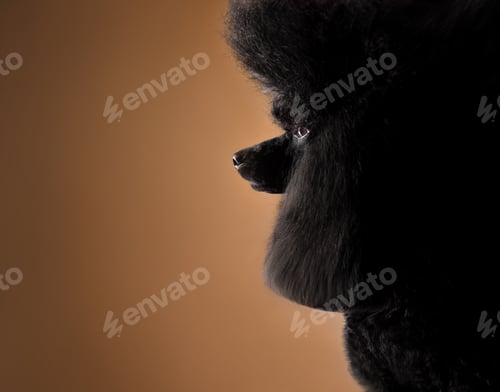 Preview: Studio portrait of beautiful poodle