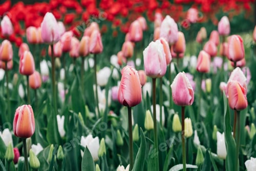 Preview: Tulips in bloom.