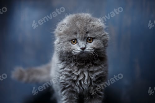 Preview: Gray little cat of breed Scottish fold plays on a gray background