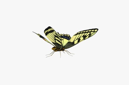 Preview: Butterfly with black striped wings