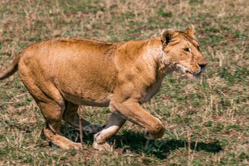 Preview: Lion Lioness Cub Wild Cat Big Five Wildlife Animals